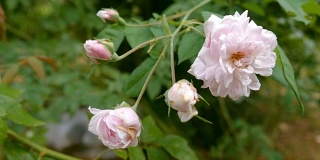 粉色和白色的牡丹玫瑰。
