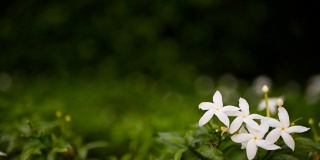 合上白花或天竺葵、栀子、茉莉花作背景。