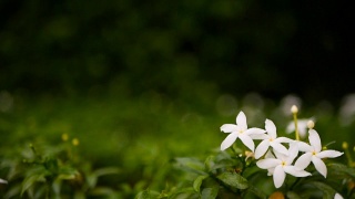 合上白花或天竺葵、栀子、茉莉花作背景。视频素材模板下载