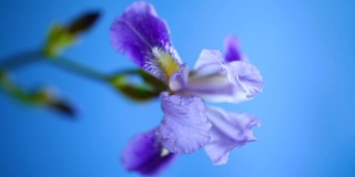 美丽的紫蝴蝶花