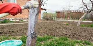 园丁在后院里用石灰(材料)粉刷树干。