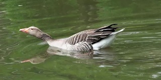 跳入水中(一声一声)。灰鹅漂浮在水面上。鸟在水里。