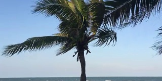海风吹拂着棕榈树