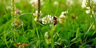 一只蜜蜂在白三叶草上采蜜