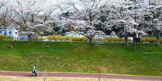 在日本东京仙台市樱花花路散步的情侣