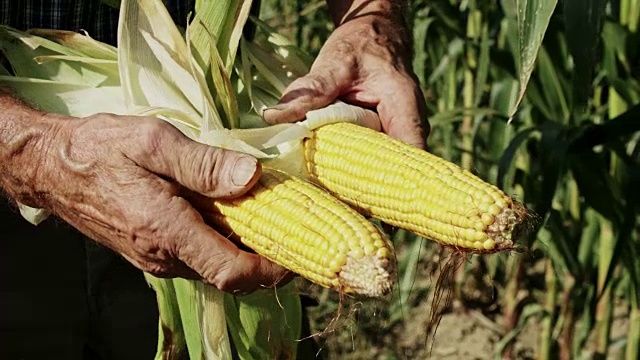 农民正在检查新鲜的，收获的玉米棒，慢镜头