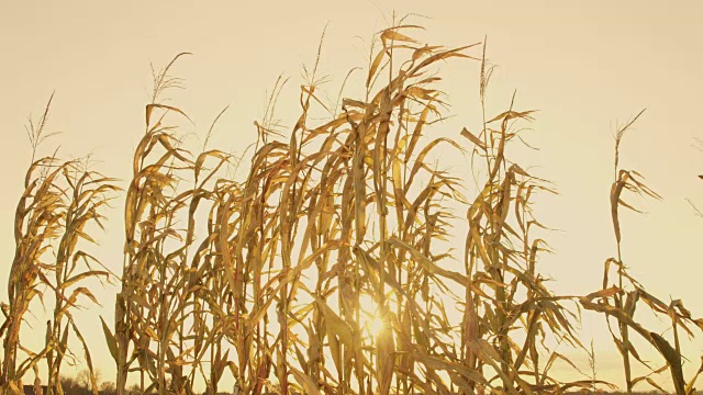 阳光明媚，田园诗般的金色玉米秆，真实的时光