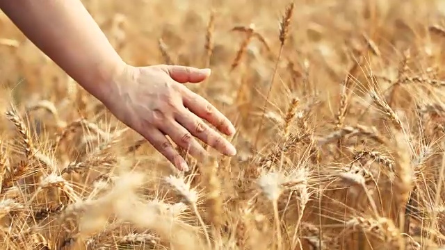 触摸金色的小麦