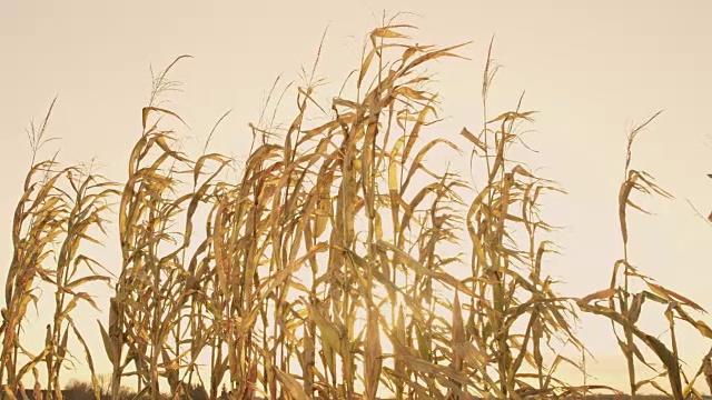 阳光明媚，田园诗般的金色玉米秆，真实的时光