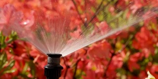 巧妙的花园配有全自动灌溉系统，浇灌杜鹃花。