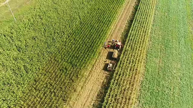 无人机拍摄农民在阳光充足的农村田野里实时收获土豆