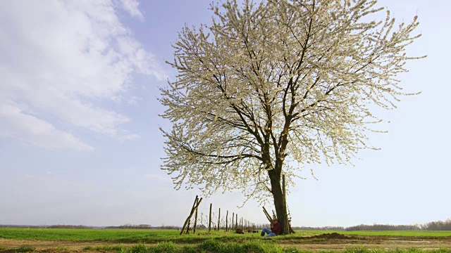 农民在盛开着白色花朵的树下休息，在乡村，田园诗般的田野，实时