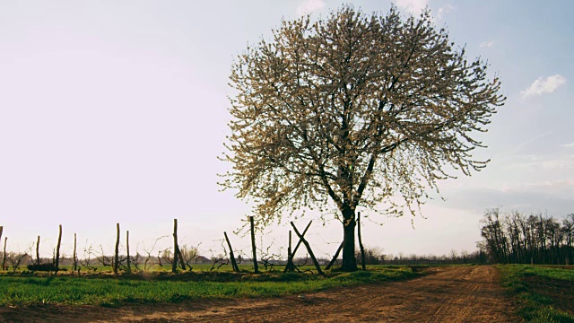 农民在田园诗般的乡村田野里，沿着土路走向树，慢镜头