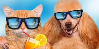 Cinemagraph -猫和狗戴着太阳镜放松在大海的背景。