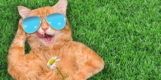 Cinemagraph -猫戴着太阳镜放松在草地上。