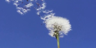 在蓝天的背景下，风吹散着白色蒲公英的种子，慢镜头