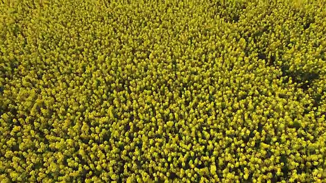 在瑞典的油菜籽田上空飞行。
