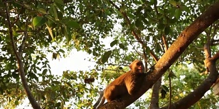这只猴子打了个喷嚏，躺在中国海南岛热带公园的树枝上