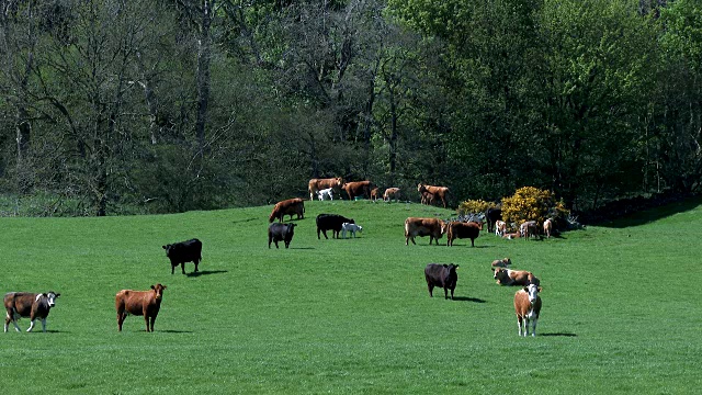 一个明媚的春日下午，肉牛在田野里的视频