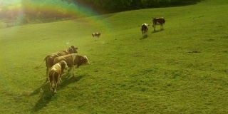牛在绿色的草地上走着，吃着草。几个不同视角的镜头。