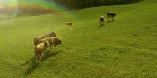 牛在走，在绿色的草地上吃草。几个不同视角的镜头。