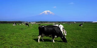 在绿色草地和富士山的奶牛。,日本