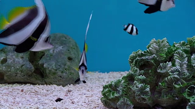 鱼在水族海中与植物和珊瑚一起游泳