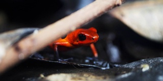 红色毒箭蛙