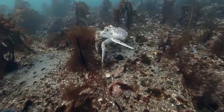 在海底交配的巨型帝王蟹。