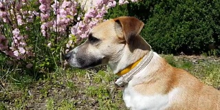 红狗在春天和夏天的花园里玩耍。阳光明媚的一天。景深浅。