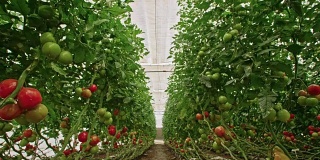追踪拍摄温室里的番茄