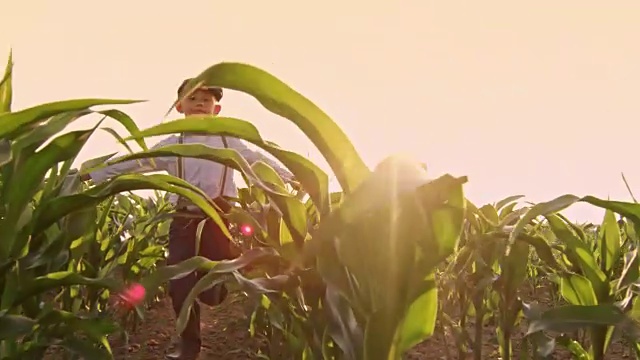 无忧无虑的年轻农民在阳光明媚的玉米地里奔跑，慢镜头