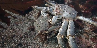 在海床上配对巨型帝王蟹。