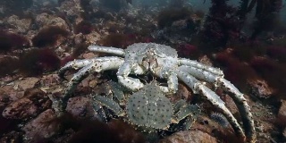 在海底交配的巨型帝王蟹。
