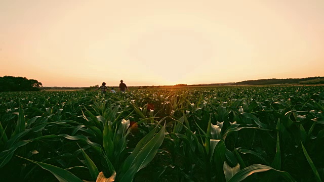 无忧无虑的农民家庭在田园诗般的，农村的玉米田日落，实时