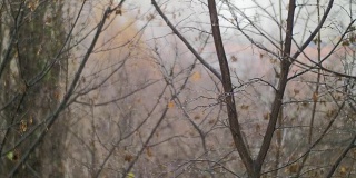 秋色沉闷，树木光秃秃，雨雪交加