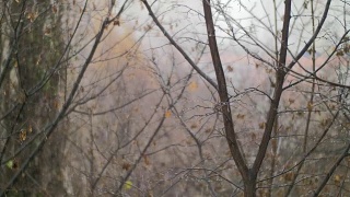 秋色沉闷，树木光秃秃，雨雪交加视频素材模板下载