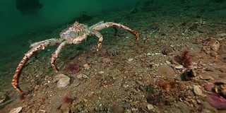 巴伦支海寻找食物的巨型帝王蟹。