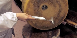 检查帕尔玛干酪的质量和成熟度通过敲，锤，敲