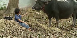 亚洲女孩喂干草给她的水牛在农村，农村生活概念。