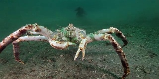 巴伦支海寻找食物的巨型帝王蟹。