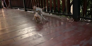 中国三亚,Haynan。公园里绿绿的，两只小猴子在打架。