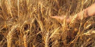 一只手正在抚摸小麦