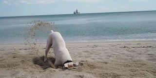 有趣的狗在沙子里挖了一整块