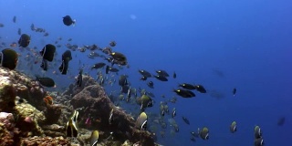 水下蝴蝶鱼的学校在令人惊叹的马尔代夫海床背景下。