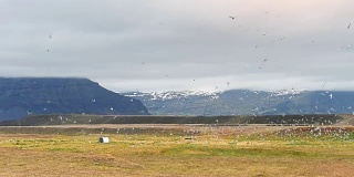 数百只海鸥飞过冰岛的山谷，背景是冰川