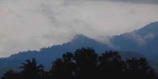 4K:雾在雨林中移动