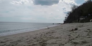 一个年轻人在海滩上和他的狗玩耍。