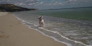 可爱的白色拳击犬嘴里叼着一根棍子，从水中跑向镜头。在海滩上玩得开心。慢动作
