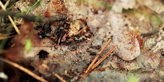 一棵倒下的老树干上的红森林蚂蚁。蚂蚁在蚁丘里移动